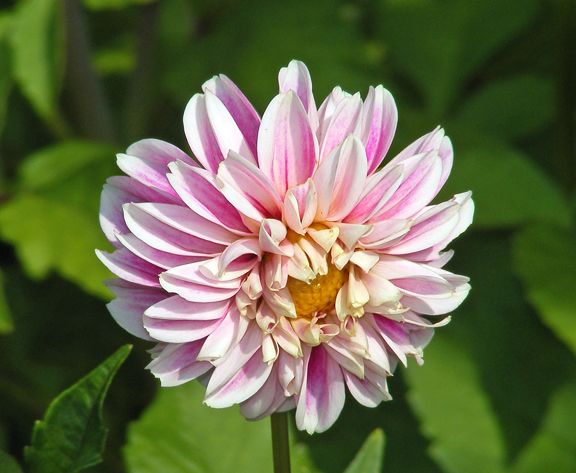 Dahlia photo 2014_07180018_zpsae951361.jpg